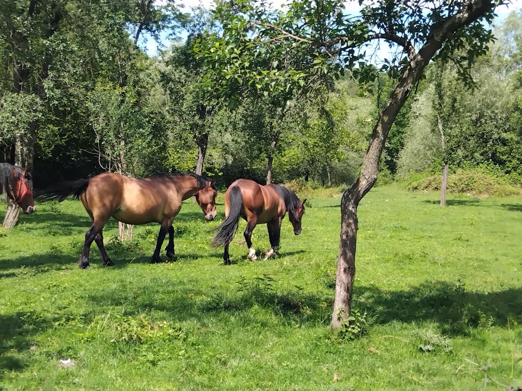 Cal tanar de vanzare