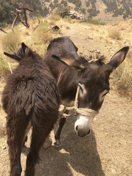 Ona bola urgochi ewwak yuvow tepmaydi tiwlamaydi