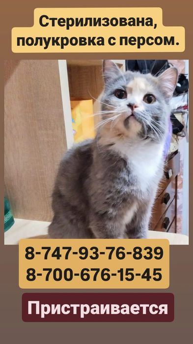 Отдам кошку в добрые руки