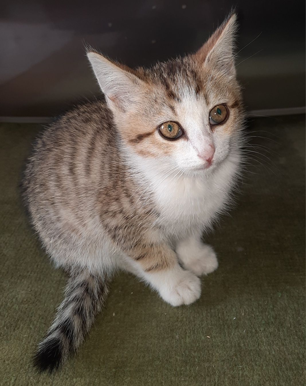 Котенок ищет дом