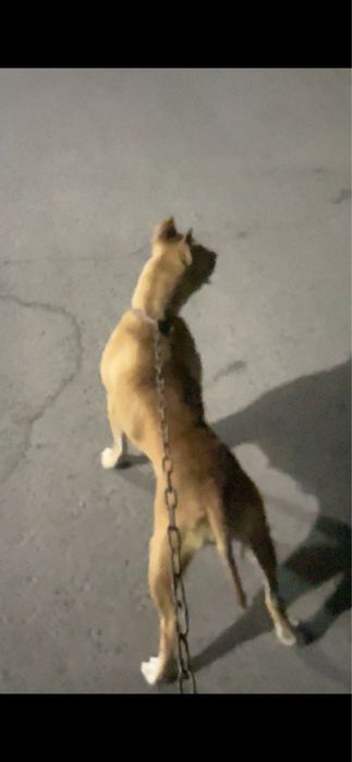 Pitbul srochniy sotiladi toza