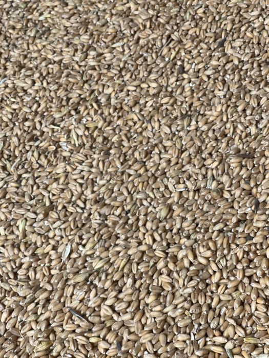 Бидаи Пшеница таза құрғақ