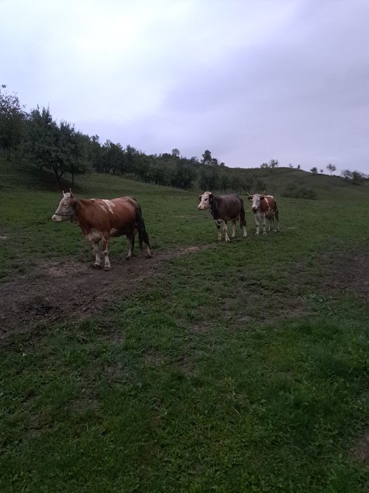 Vând trei vaci pentru abator