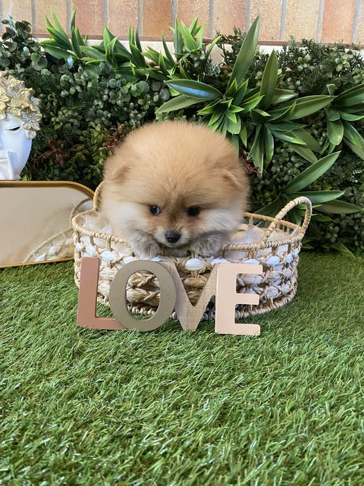 Pomeranian – talie mică, blăniță densă și aspect de ursuleț