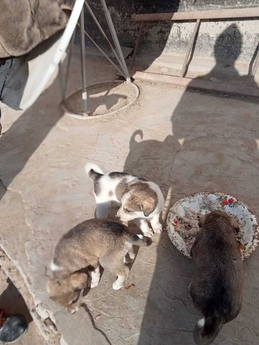 Щенки бесплатно в добрые руки