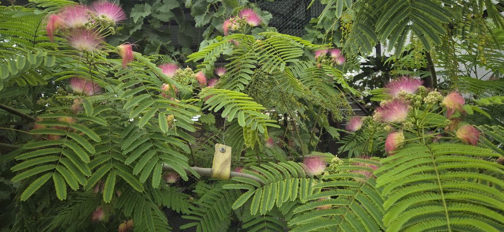 Альбиция  -Ленкоранская.