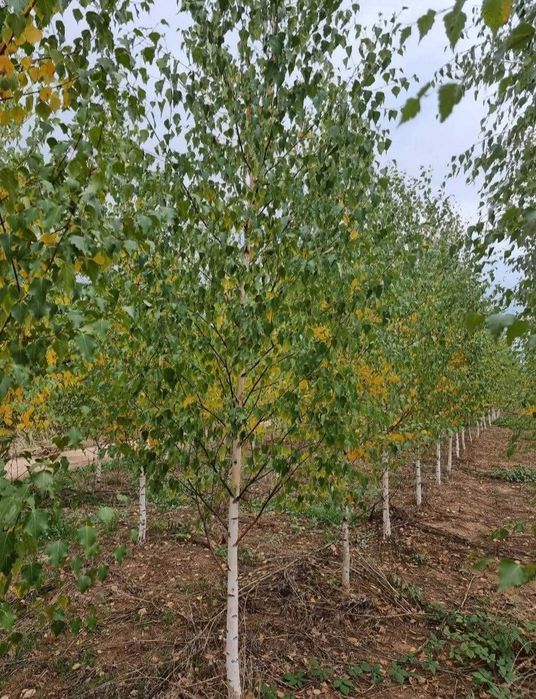 Eleganță Naturală în Grădina Ta | Mesteacăn Aclimatizat