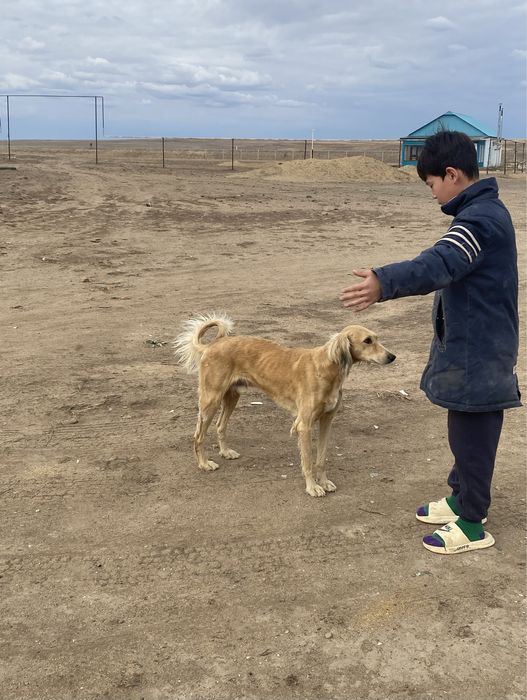 Тазы животные оригинал