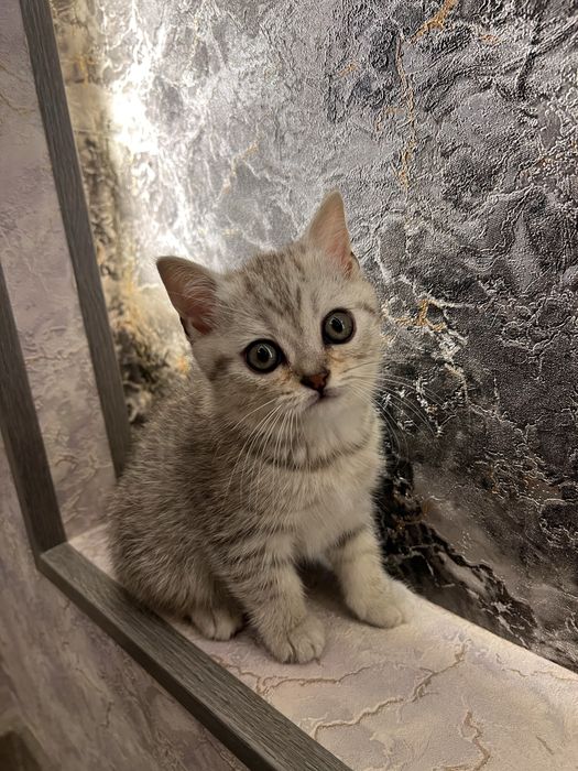 Продаются Шотландские вислоухи