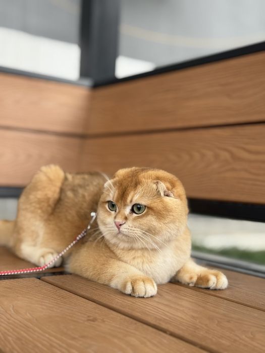 Zalataya shenshila toza zot bemalol tekshirtirib olsez buladi