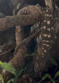 Гиганский геккон  бананоед