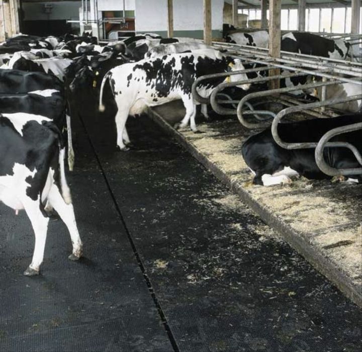 Banda de cauciuc ideala pentru boxe de cai, animale, orice destinatie