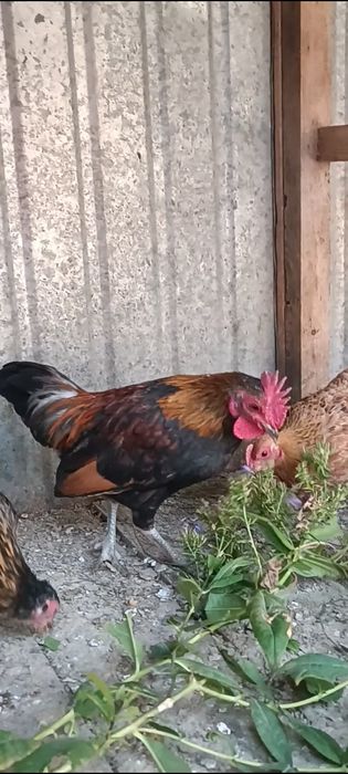 Продам карликового петуха бентома