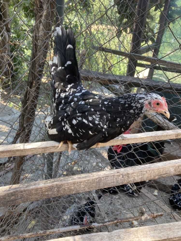 Păsări Chabo Bobat de Vânzare Bucuresti-Chitila