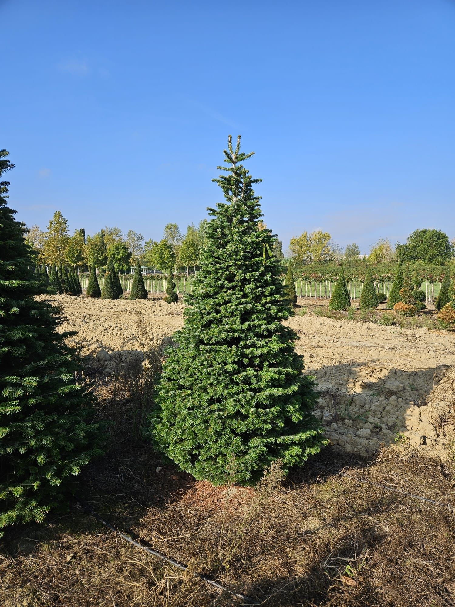 Plante Ornamentale de diferite specii