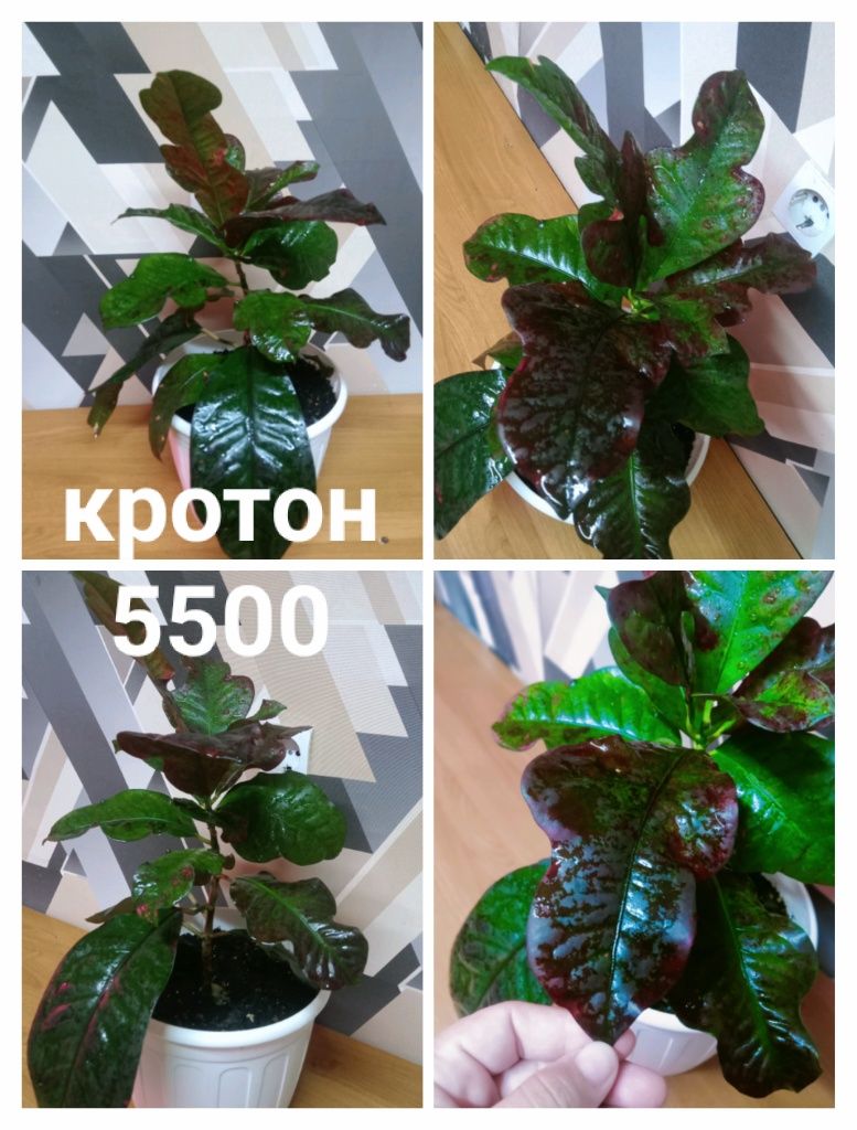 Срочно распрадаю комнатные растения