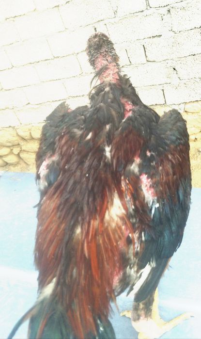 Даканг хўроз сотилади 350000