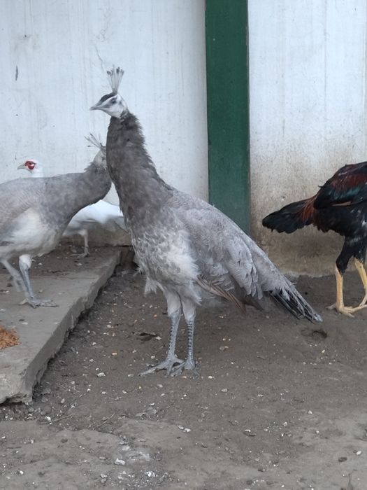 Păuni și fazani 2025