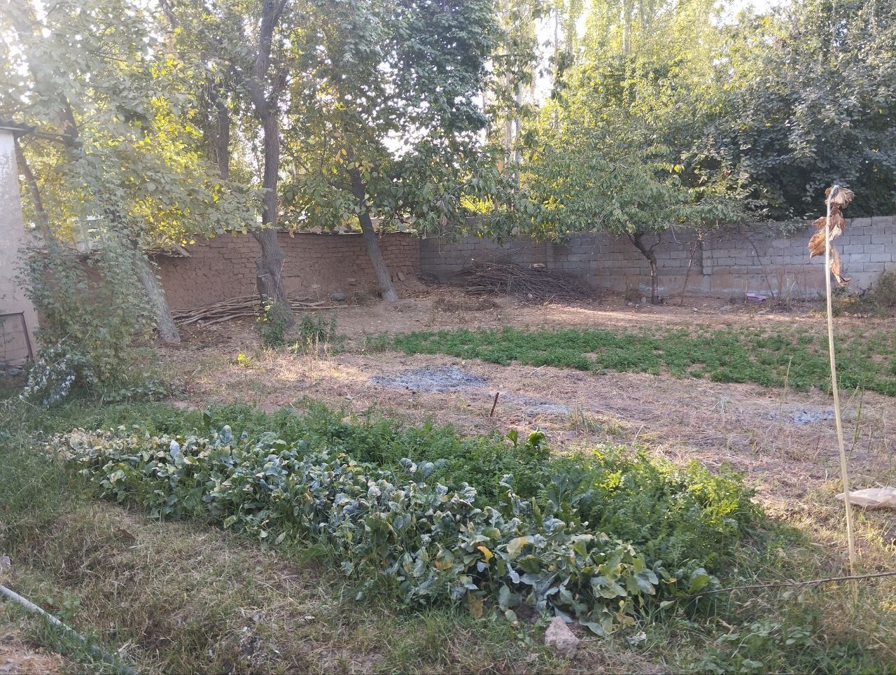 Кашкадареда шинам ховли