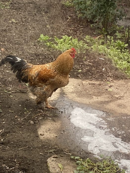 Продам домашних петушков