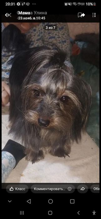 Продажа девочки йоркшыскова терьера
