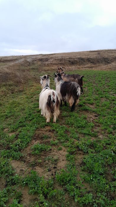 Disponibile 3 capre scimb pe oi