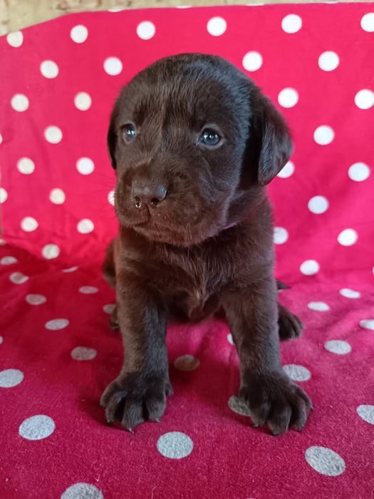 Labrador ciocolatiu Pedigree