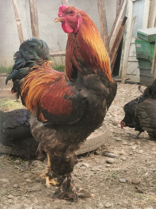 Cocoș brahma potârnichiu 2025