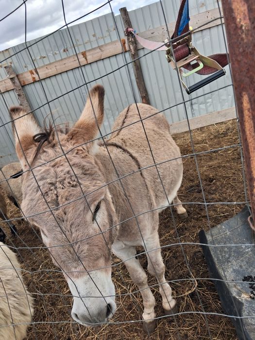 Vând măgar are 3 ani