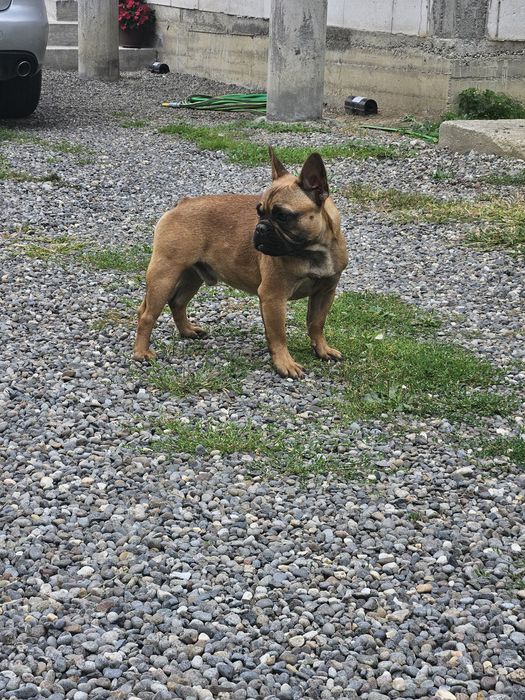 Bulldog Francez Mascul pedigree FCI