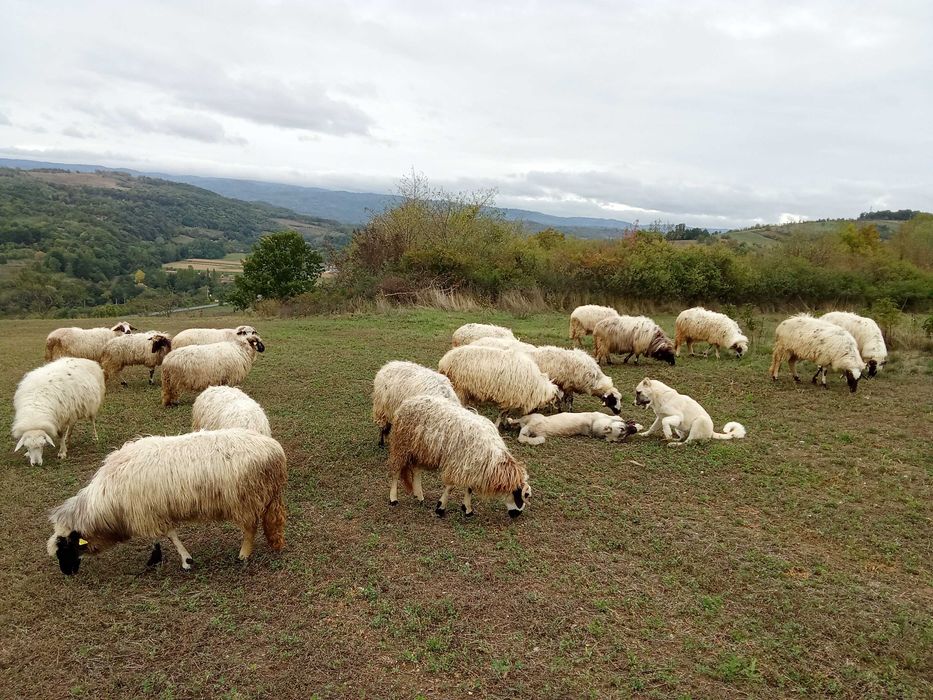 Oi și capre de vanzare