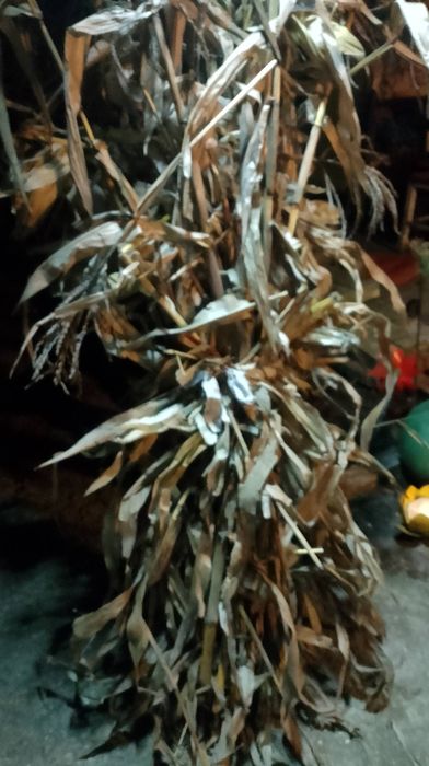 Vand snopi de ciocani(porumb)