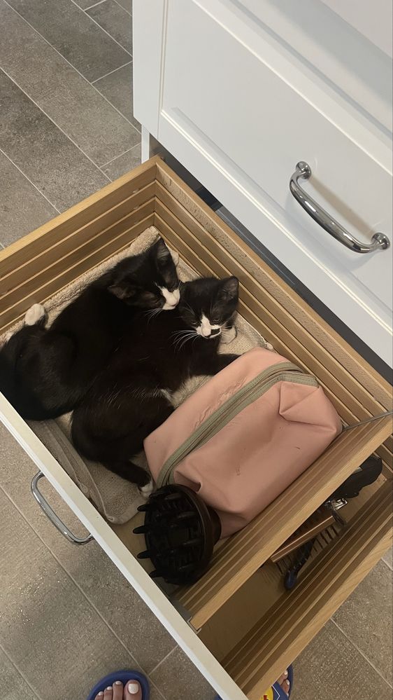Pisoi dragalasi 3 Luni- Donatie