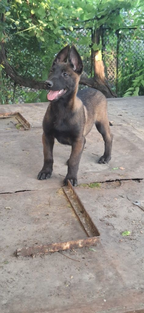Ciobanesc belgian malinois