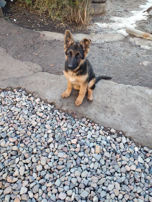 Продам щенков немецкой овчарки