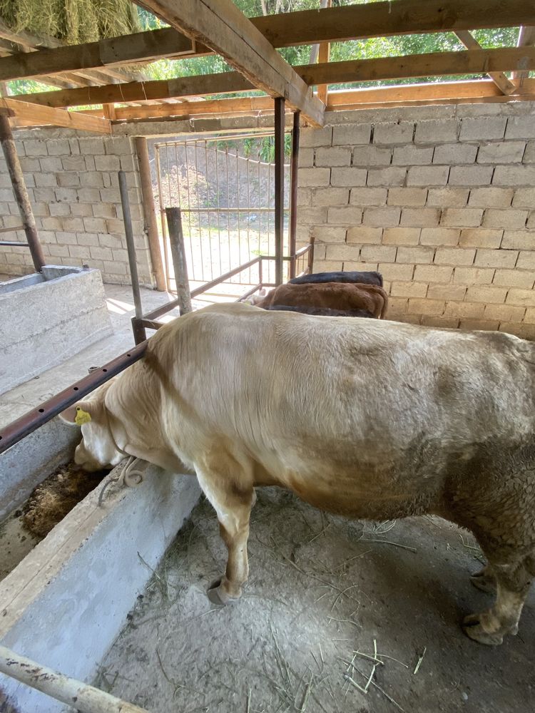 Продам быка 1.3 месяца ауликоль