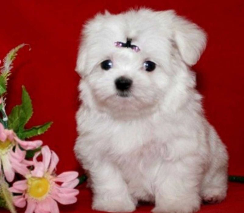 Малтийска болонка мини