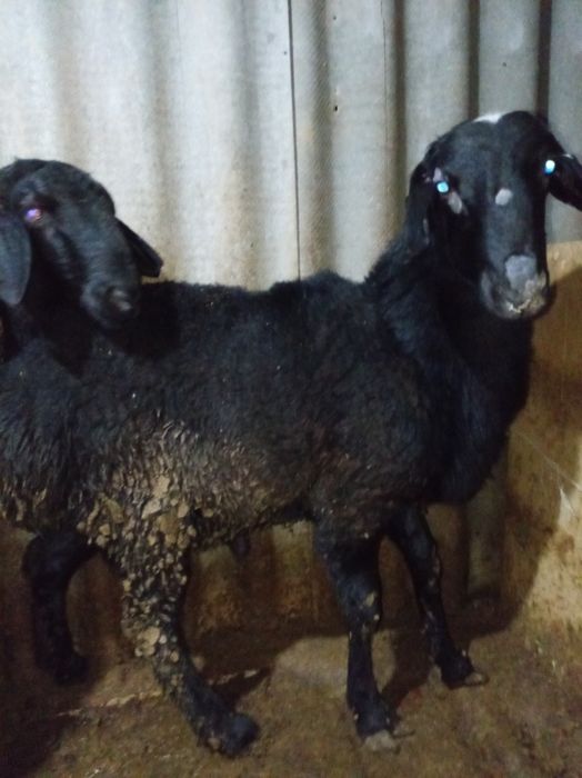 Семыз кой сатылады