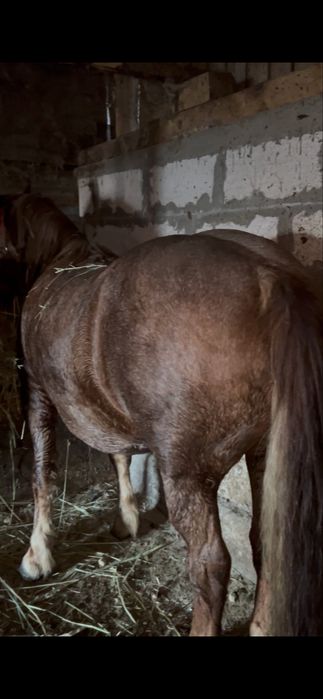 Vând iapă de 8 ani