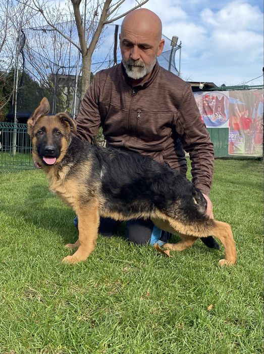 Pui ciobanesc german cu pedigree