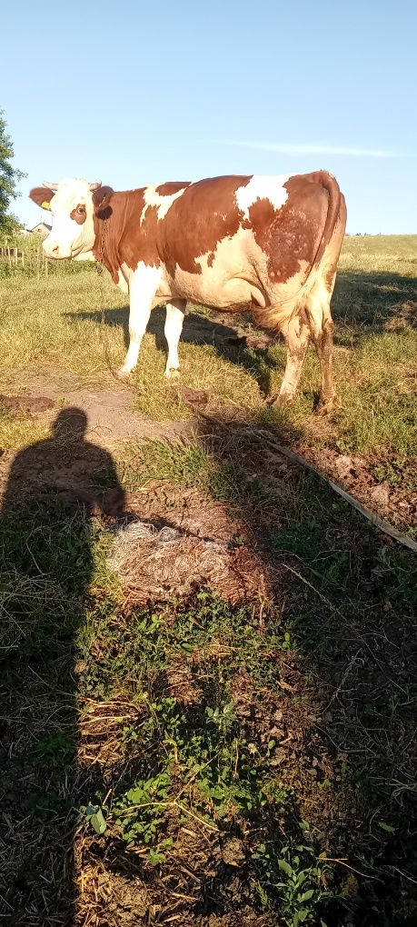 Vacă gestanta 9 luni
