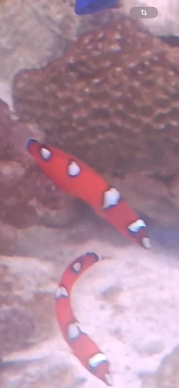 Морские рыбы разные