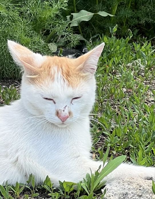 Кошку бесплатно
