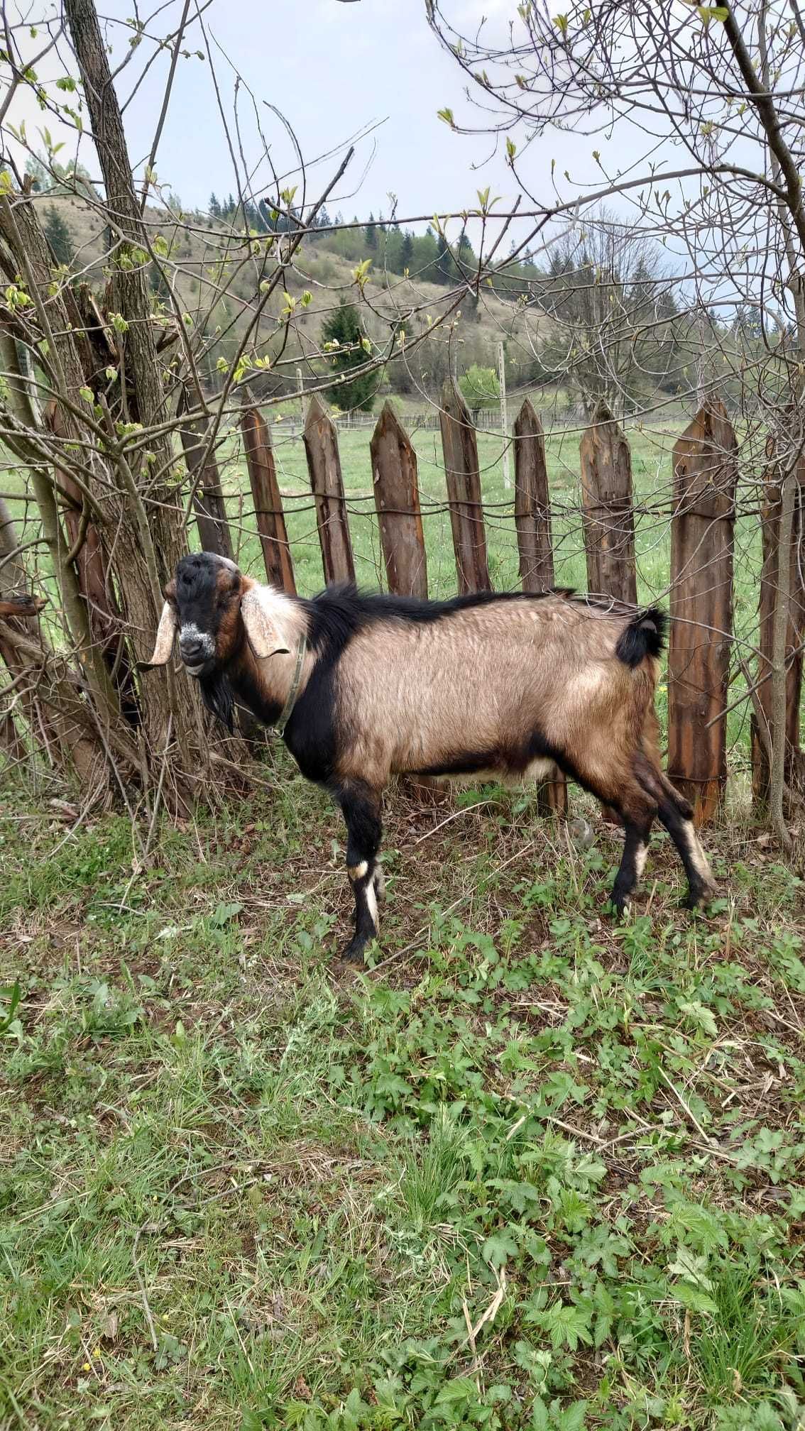 Capra Anglonubiana originala montata in luna mai