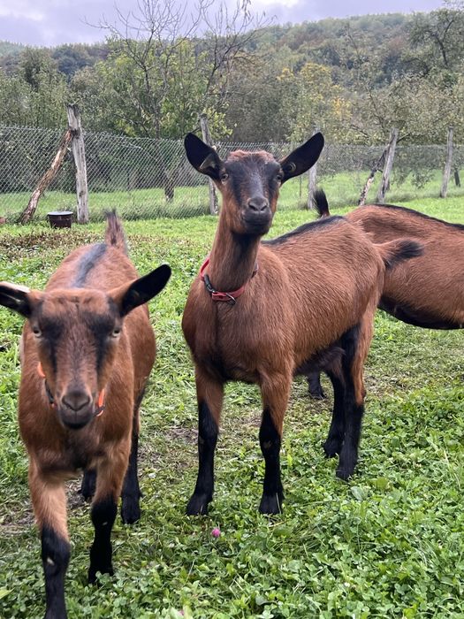 Capre gestante rasa alpina franceza