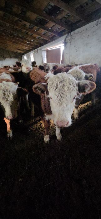 Продам подсосных телят оптом!