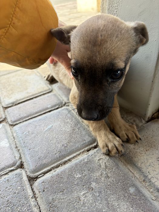 Собака 1,5 месяца