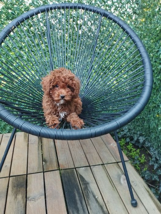 Мини Пудел Той Пудел.