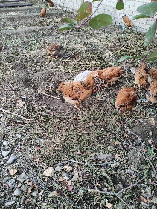 Продам цыплят петушоков кучинских