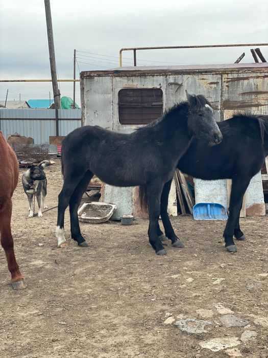 Жабағы еркек соғым